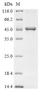 Human Flotillin-1 (FLOT1) Recombinant Protein, Tag-Free, Homo sapiens (Human), E.coli, Tag-Free, 47.4 kDa, purity >≥ 85% as determined by SDS-PAGE.