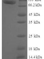Human Myotubularin-related protein 7 (MTMR7) Recombinant Protein - BioCrest Sci