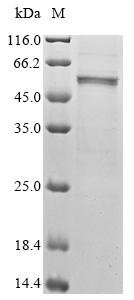 Mouse Cis-aconitate decarboxylase (Acod1) Recombinant Protein, N-10His/C-Myc, Mus musculus (Mouse), Baculovirus, N-terminal 10xHis-tagged and C-terminal Myc-tagged, 58.3 kDa, purity >≥ 85% as determined by SDS-PAGE.