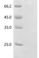 Mouse Heat shock 70 kDa protein 1-like (Hspa1l) Recombinant Protein, N-His-SUMOstar - BioCrest Sci