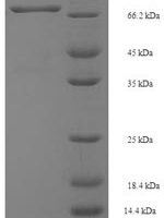 Mouse Spermine oxidase (Smox) Recombinant Protein, N-His-SUMO - BioCrest Sci