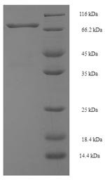Mouse Spermine oxidase (Smox) Recombinant Protein, N-His-SUMO, Mus musculus (Mouse), E.coli, N-terminal 6xHis-SUMO-tagged, 77.9 kDa, purity >≥ 90% as determined by SDS-PAGE.