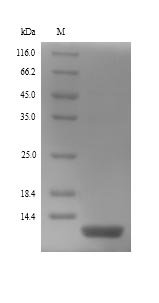 Human Beta-defensin 130 (DEFB130) Recombinant Protein, Homo sapiens (Human), Yeast, N-terminal 6xHis-tagged, 8.3 kDa, purity >≥ 90% as determined by SDS-PAGE.