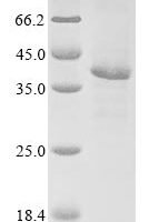 Reovirus type 3 Outer capsid protein sigma-3 (S4) Recombinant Protein, Tag-Free - BioCrest Sci