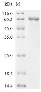 Xanthomonas albilineans Peptidoglycan D,D-transpeptidase FtsI (ftsI), partial Recombinant Protein, Xanthomonas albilineans (strain GPE PC73 / CFBP 7063), E.coli, C-terminal 6xHis-tagged, 69.1 kDa, purity >≥ 90% as determined by SDS-PAGE.