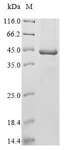 Murine polyomavirus Major capsid protein VP1 Recombinant Protein, N-His, Murine polyomavirus (strain Kilham) (MPyV) (Murine pneumotropic virus), E.coli, N-terminal 6xHis-tagged, 45.5 kDa, purity >≥ 85% as determined by SDS-PAGE.