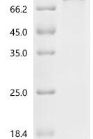 Arabidopsis thaliana Protein HAPLESS 2 (HAP2) Recombinant Protein - BioCrest Sci