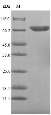 Campylobacter jejuni Flagellin A (flaA), partial Recombinant Protein, Campylobacter jejuni, E.coli, N-terminal 10xHis-SUMO-tagged and C-terminal Myc-tagged, 67.9 kDa, purity >≥ 85% as determined by SDS-PAGE.