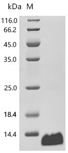 N-terminal 6xHis-NEXT-tagged Recombinant Protein, E.coli, N-terminal 6xHis-tagged, 6.9 kDa, purity >≥ 95% as determined by SDS-PAGE.