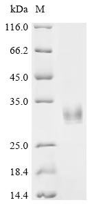 Cat Fibroblast growth factor 23 (FGF23)(R174Q) Recombinant Protein, Felis catus (Cat) (Felis silvestris catus), Mammalian cell, C-terminal 6xHis-tagged, 28.0 kDa, purity >≥ 95% as determined by SDS-PAGE.≥ 95% as determined by SEC-HPLC.