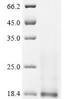 Lama glama Interleukin-4 (IL4) Recombinant Protein - BioCrest Sci