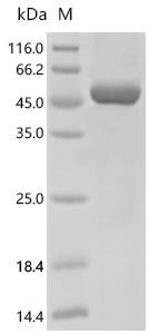 Human Arf-GAP with dual PH domain-containing protein 1 (ADAP1) Recombinant Protein, C-His, Homo sapiens (Human), E.coli, C-terminal 6xHis-tagged, 50.3 kDa, purity >≥ 90% as determined by SDS-PAGE.