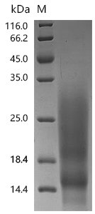 Cat Major allergen I polypeptide chain 2 (CH2) Recombinant Protein, C-His, aa 18–109, Felis catus (Cat) (Felis silvestris catus), Felis catus (Cat) (Felis silvestris catus), Felis catus (Cat) (Felis silvestris catus), C-terminal 6xHis-tagged, 11.6 kDa, purity >≥ 95% as determined by SDS-PAGE.