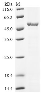 Escherichia coli Cell shape-determining protein MreB (mreB) Recombinant Protein, Escherichia coli (strain K12), E.coli, N-terminal 6xHis-KSI-tagged, 52.3 kDa, purity >≥ 85% as determined by SDS-PAGE.