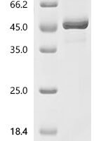 Macaca nemestrina TNF superfamily member 13(TNFSF13), partial Recombinant Protein - BioCrest Sci
