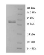 Human 60S ribosomal protein L28 (RPL28) Recombinant Protein, Homo sapiens (Human), E.coli, N-terminal GST-tagged, 42.6 kDa, purity >≥ 90% as determined by SDS-PAGE.