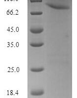Human HSPB1-associated protein 1 (HSPBAP1) Recombinant Protein - BioCrest Sci