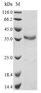 Mouse ADAM DEC1 (Adamdec1) Recombinant Protein, Mus musculus (Mouse), E.coli, N-terminal 6xHis-tagged, 34.9 kDa, purity >≥ 90% as determined by SDS-PAGE.