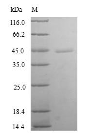 Human Thioredoxin-like protein 4B (TXNL4B) Recombinant Protein, Homo sapiens (Human), E.coli, N-terminal GST-tagged, 44.0 kDa, purity >≥ 90% as determined by SDS-PAGE.