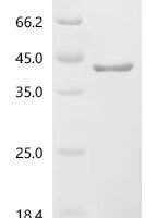 Saccharomyces cerevisiae Small ribosomal subunit protein RACK1 (ASC1) Recombinant Protein - BioCrest Sci