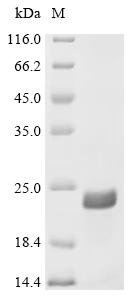 Bos indicus x Bos taurus Alpha-S1-casein, partial Recombinant Protein, C-His, aa 56–126 (A68T,M75T,P102L,111:E→Missing), Bos indicus x Bos taurus (Hybrid cattle), E.coli, C-terminal 6xHis-tagged, 14.9 kDa, purity >≥ 95% as determined by SDS-PAGE.