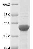 Streptomyces globisporus Lysozyme M1 (acm) Recombinant Protein - BioCrest Sci