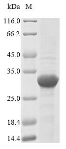 Streptomyces globisporus Lysozyme M1 (acm) Recombinant Protein, Streptomyces globisporus, E.coli, N-terminal 10xHis-tagged and C-terminal Myc-tagged, 30.6 kDa, purity >≥ 85% as determined by SDS-PAGE.