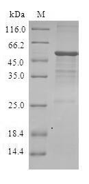 Human GTP-binding protein Di-Ras3 (DIRAS3) Recombinant Protein, Homo sapiens (Human), E.coli, N-terminal GST-tagged, 52.8 kDa, purity >≥ 90% as determined by SDS-PAGE.