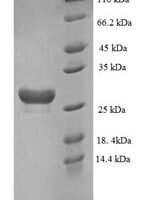 Human Muscarinic acetylcholine receptor M3 (CHRM3), partial Recombinant Protein, N-His - BioCrest Sci
