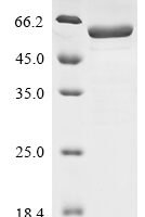 Human Receptor-type tyrosine-protein phosphatase-like N (PTPRN), partial Recombinant Protein, N-His, aa 35–575, E.coli - BioCrest Sci