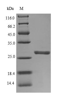 Human Neutrophil elastase (ELANE) Recombinant Protein, N-His, Homo sapiens (Human), Yeast, N-terminal 6xHis-tagged, 27.6 kDa, purity >≥ 90% as determined by SDS-PAGE.