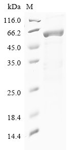 Human Syntenin-1 (SDCBP), partial Recombinant Protein, Homo sapiens (Human), E.coli, N-terminal 6xHis-GST-tagged, 63.8 kDa, purity >≥ 85% as determined by SDS-PAGE.