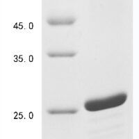 Human Histone H2B type 1-K (H2BC12) Recombinant Protein - BioCrest Sci