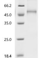 Mouse Killer cell lectin-like receptor subfamily G member 1 (Klrg1), partial Recombinant Protein, C-hFc1 - BioCrest Sci