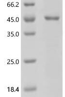 Mouse Lutropin-choriogonadotropic hormone receptor (Lhcgr), partial Recombinant Protein - BioCrest Sci