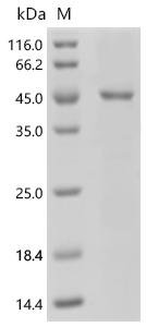 Mouse Lutropin-choriogonadotropic hormone receptor (Lhcgr), partial Recombinant Protein, Mus musculus (Mouse), E.coli, C-terminal 6xHis-tagged, 44.2 kDa, purity >≥ 85% as determined by SDS-PAGE.