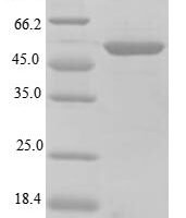Mouse S-arrestin (Sag) Recombinant Protein - BioCrest Sci