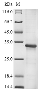 Porcine circovirus 2 Capsid protein (Cap) Recombinant Protein, N-His, Porcine circovirus 2 (PCV2), E.coli, N-terminal 6xHis-tagged, 32.0 kDa, purity >≥ 85% as determined by SDS-PAGE.