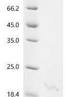 Mouse Alpha-defensin 24 (Defa24) Recombinant Protein - BioCrest Sci