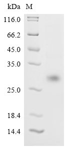 Severe acute respiratory syndrome coronavirus 2 Spike glycoprotein (S), partial Recombinant Protein, C-His, Severe acute respiratory syndrome coronavirus 2 (2019-nCoV) (SARS-CoV-2), Baculovirus, C-terminal 6xHis-tagged, 28.3 kDa, purity >≥ 90% as determined by SDS-PAGE.