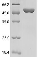 Mouse Amino acid transporter heavy chain SLC3A2 (Slc3a2), partial Recombinant Protein - BioCrest Sci
