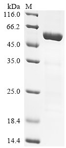 Human Transcription factor Jun (JUN) Recombinant Protein, N-His-SUMO, Homo sapiens (Human), E.coli, N-terminal 6xHis-SUMO-tagged, 48.6 kDa, purity >≥ 85% as determined by SDS-PAGE.