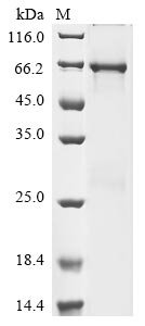 Human Flt3-interacting zinc finger protein 1 (FIZ1) Recombinant Protein, Homo sapiens (Human), E.coli, N-terminal 6xHis-tagged, 58.0 kDa, purity >≥ 85% as determined by SDS-PAGE.