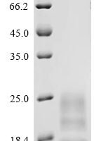Cowpox virus 14 kDa protein (A27L) Recombinant Protein - BioCrest Sci