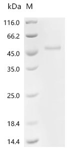 Human Platelet-derived growth factor D (PDGFD), partial Recombinant Protein, C-hFc1, Mammalian cell, C-terminal hFc1-tagged, 42.9 kDa, purity >≥ 95% as determined by SDS-PAGE.