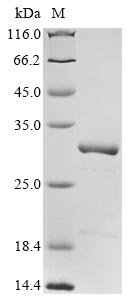 Escherichia coli O9:H4 5-methylthioadenosine/S-adenosylhomocysteine nucleosidase (mtnN) Recombinant Protein, Escherichia coli O9:H4 (strain HS), E.coli, N-terminal 10xHis-tagged and C-terminal Myc-tagged, 31.8 kDa, purity >≥ 85% as determined by SDS-PAGE.