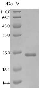Saccharomyces cerevisiae Autophagy-related protein 8 (ATG8) Recombinant Protein, Saccharomyces cerevisiae (strain ATCC 204508 / S288c) (Baker's yeast), E.coli, C-terminal 6xHis-tagged, 20.4 kDa, purity >≥ 90% as determined by SDS-PAGE.
