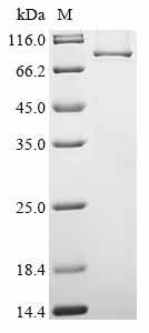 Human Tenascin-X (TNXB) Recombinant Protein, Homo sapiens (Human), E.coli, N-terminal 10xHis-tagged and C-terminal Myc-tagged, 81.5 kDa, purity >≥ 85% as determined by SDS-PAGE.