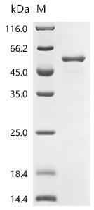 Staphylococcus aureus Elongation factor Tu (tuf) Recombinant Protein, Staphylococcus aureus (strain N315), E.coli, C-terminal 6xHis-tagged, 50.0 kDa, purity >≥ 85% as determined by SDS-PAGE.