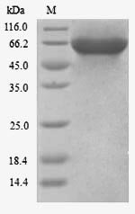 Human Kinesin light chain 3 (KLC3) Recombinant Protein, N-His, Homo sapiens (Human), Yeast, N-terminal 6xHis-tagged, 57.4 kDa, purity >≥ 90% as determined by SDS-PAGE.